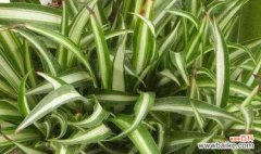 银边吊兰的花语和寓意 银边吊兰的花语