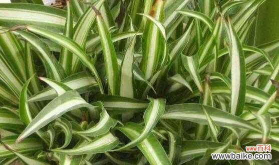 银边吊兰的花语和寓意 银边吊兰的花语