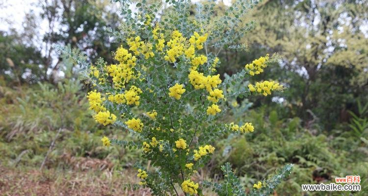 探索银叶金合欢树的美丽花语和寓意 银叶金合欢树的花语