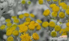 探寻银叶菊的内涵与象征 银叶菊的花语及其寓意