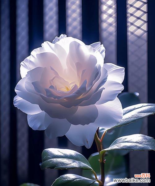 薰香花的花语是什么？它有什么特别的含义？