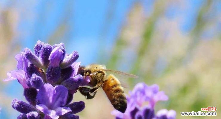 薰香花的花语是什么？它有什么特别的含义？