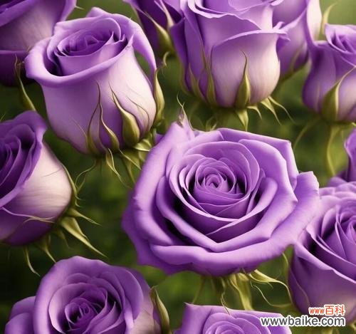 薰香花的花语是什么？它有什么特别的含义？