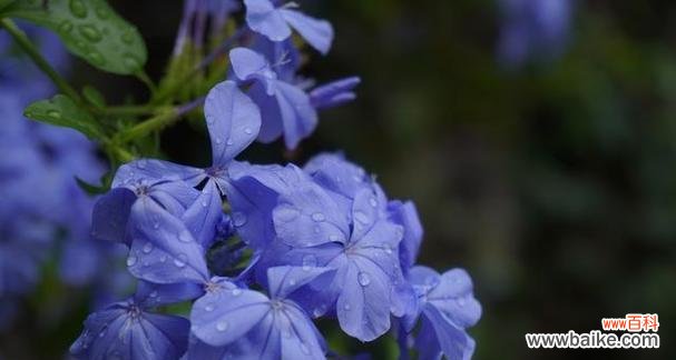 进入崭新的爱情应该选择什么花语?进入崭新的爱情花语的意义是什么?