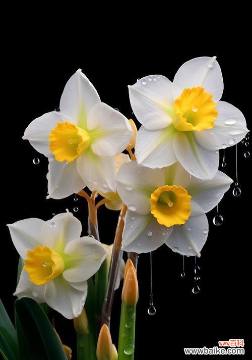 水仙的花语代表了什么？水仙花象征着哪些特质？