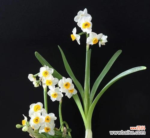 水仙的花语代表了什么？水仙花象征着哪些特质？