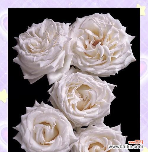 有色白玫瑰的寓意是什么？