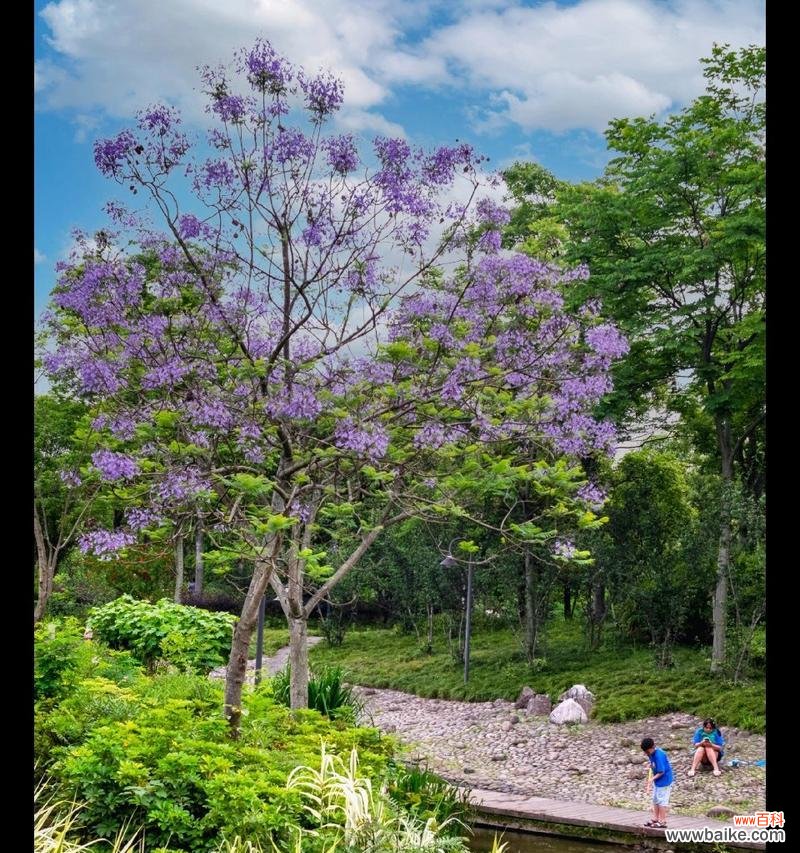 蓝花楹的花语有哪些特别含义？