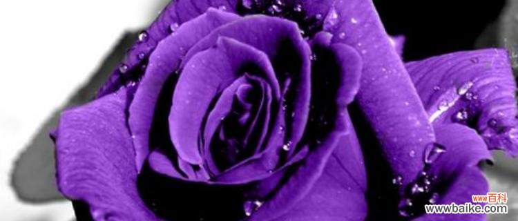 紫色巨型玫瑰花代表什么？这种玫瑰花的寓意是什么？