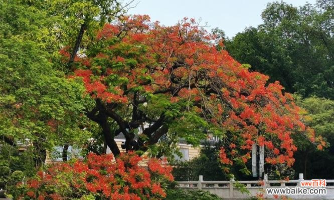 凤凰花的花语和象征是什么？这种花有何特别之处？