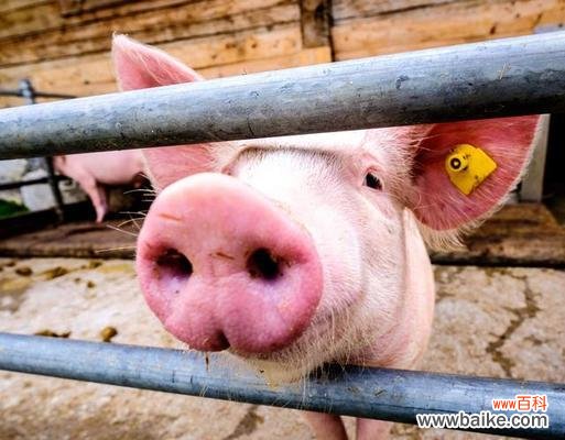 告白道具中哪种动物的花语是什么?它传递了怎样的情感?