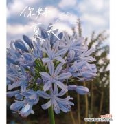 秘密花语中隐藏着哪些惊喜？