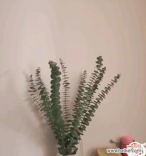 秘密花语中隐藏着哪些惊喜?