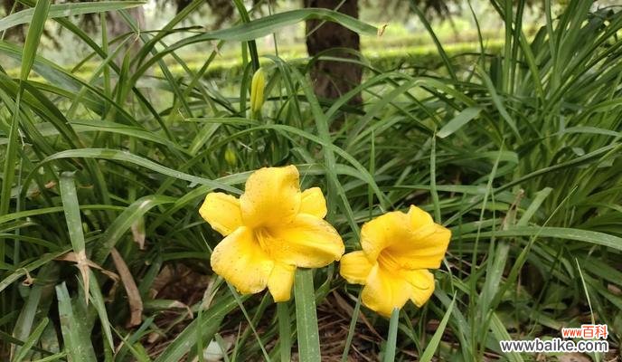 萱草花的花语和寓意是什么？它在文化中扮演什么角色？