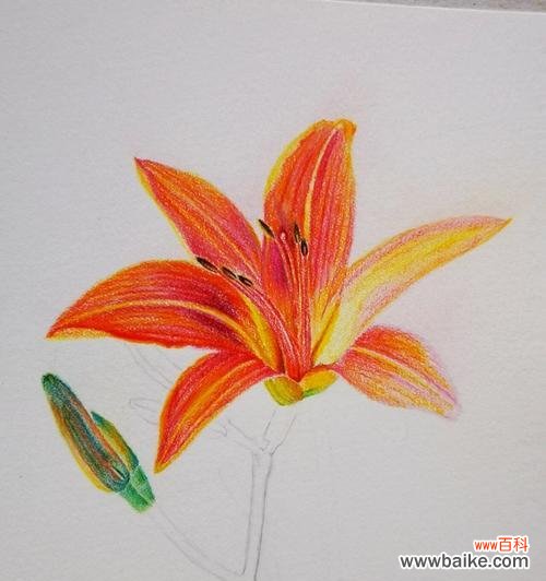 萱草花的花语和寓意是什么？它在文化中扮演什么角色？