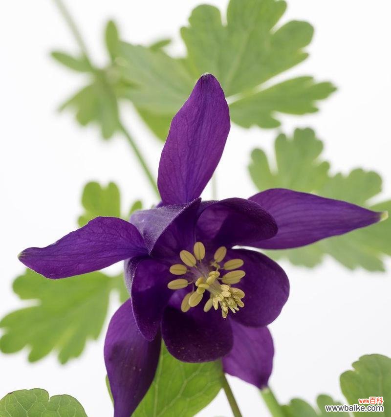 唤醒内心的梦想，勇敢追逐自我成长 耧斗菜之花语