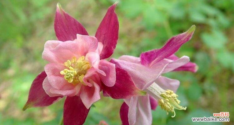 唤醒内心的梦想，勇敢追逐自我成长 耧斗菜之花语