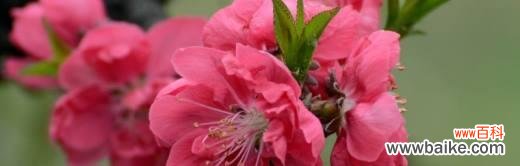 桃花的美丽与坚韧 桃花的象征与寓意