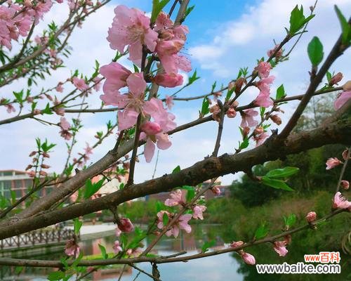 解读桃花花语,了解其中深意 桃花花语及代表意义