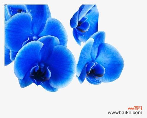 蝴蝶兰的天蓝色花朵给人带来的寓意和祝福 天蓝色的蝴蝶兰——自由与美丽的象征