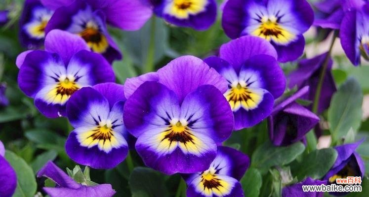 蝴蝶兰的天蓝色花朵给人带来的寓意和祝福 天蓝色的蝴蝶兰——自由与美丽的象征