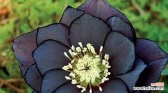 嚏根草的传说与寓意，解读其神秘的花语 嚏根草