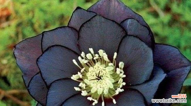 嚏根草的传说与寓意，解读其神秘的花语 嚏根草