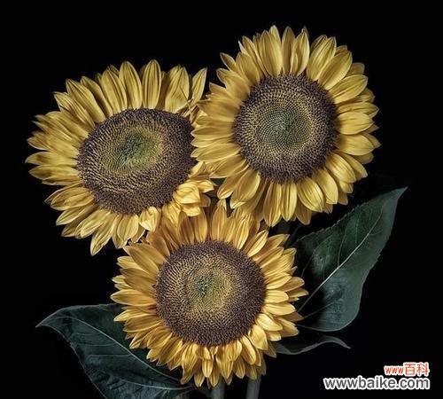 嚏根草的传说与寓意，解读其神秘的花语 嚏根草