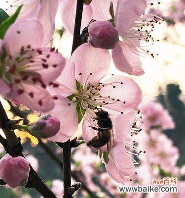 探寻桃子的深层内涵与象征意义 桃子之美