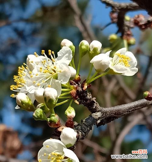 探寻桃子的深层内涵与象征意义 桃子之美