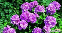 探寻天竺葵的神秘意义，了解花朵语言的奥秘 天竺葵的花语及代表意义