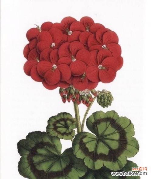 探寻天竺葵花语及传说故事 天竺葵