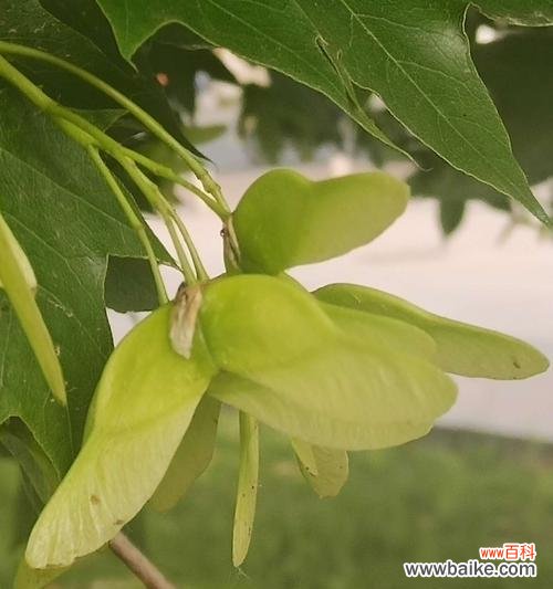 仙境中的神奇之花——天女花 天女花的传说与花语