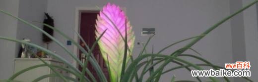 揭秘铁兰花的隐藏意义与内涵 铁兰花之神秘花语