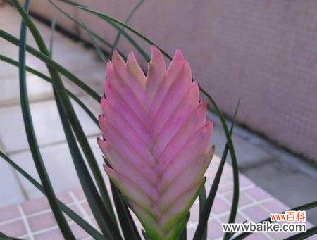 揭秘铁兰花的隐藏意义与内涵 铁兰花之神秘花语