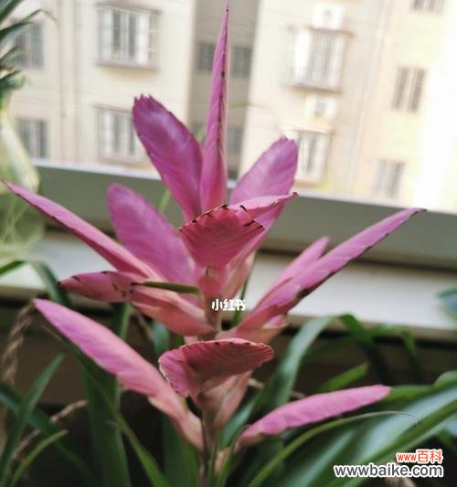 揭秘铁兰花的隐藏意义与内涵 铁兰花之神秘花语