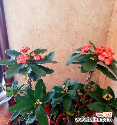 寓意生命坚韧不拔,勇敢面对挑战的铁海棠 铁海棠之美——花开迎春的希望