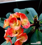 寓意生命坚韧不拔，勇敢面对挑战的铁海棠 铁海棠之美——花开迎春的希望