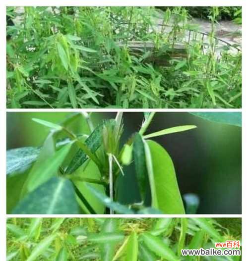 跳舞草的神秘意义与传承之谜 跳舞草