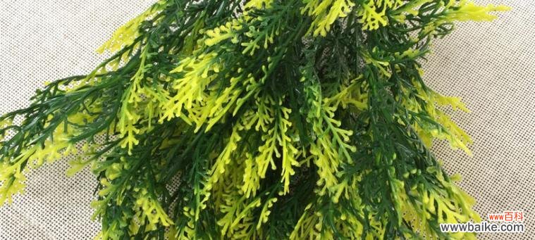 跳舞草的神秘意义与传承之谜 跳舞草