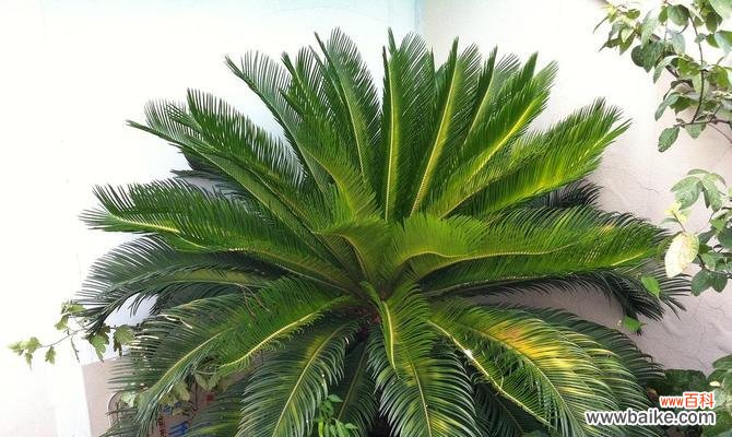 探秘铁树的花开奇迹，铁树花语一览 铁树花开的花语与时机