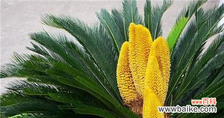 探秘铁树的花开奇迹，铁树花语一览 铁树花开的花语与时机