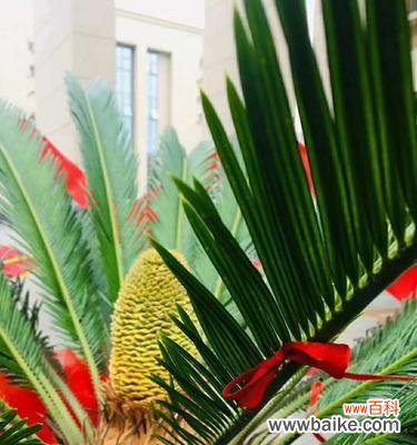 探秘铁树的花开奇迹，铁树花语一览 铁树花开的花语与时机