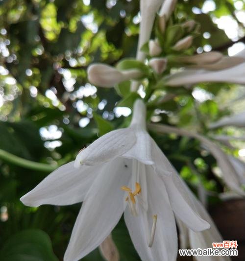 一枝傲立的花朵 以玉簪花的花语与传说
