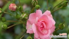 探索月季花所代表的各种意义 月季花的花语和寓意