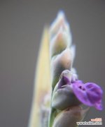 再力花的花语解读及传达之道 再力花的花语之美