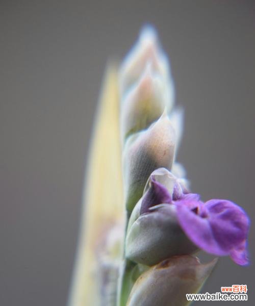 再力花的花语解读及传达之道 再力花的花语之美