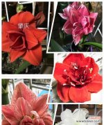 朱顶红花语的含义及传承之美 朱顶红的花语——富贵荣华绽放