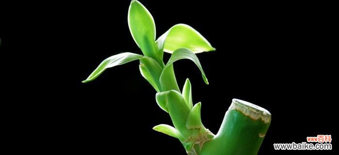 探寻竹子在文化中的独特地位 竹子的象征意义与价值