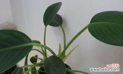 探索植物主蔓长度对生长发育的影响及机制 主蔓长度与植物生长发育的关系